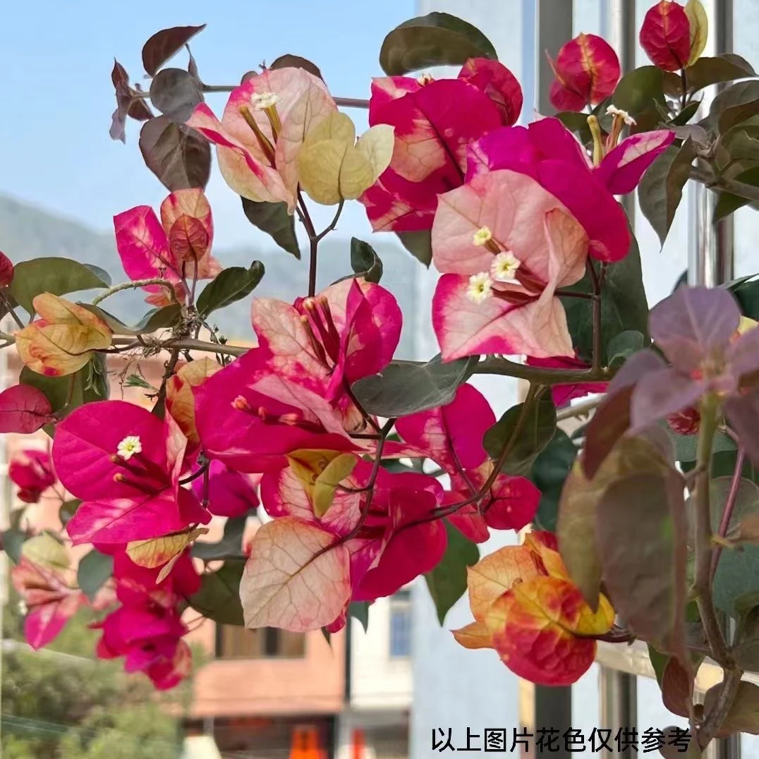 百变画报  三角梅壮苗好开花花卉基地 不带花