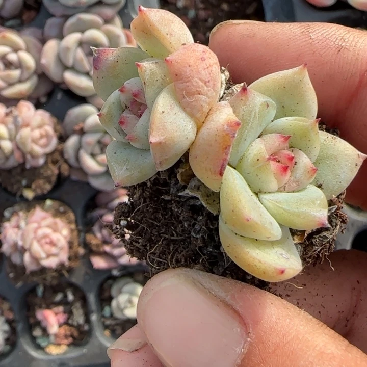 小卡拉米糖心一物一拍