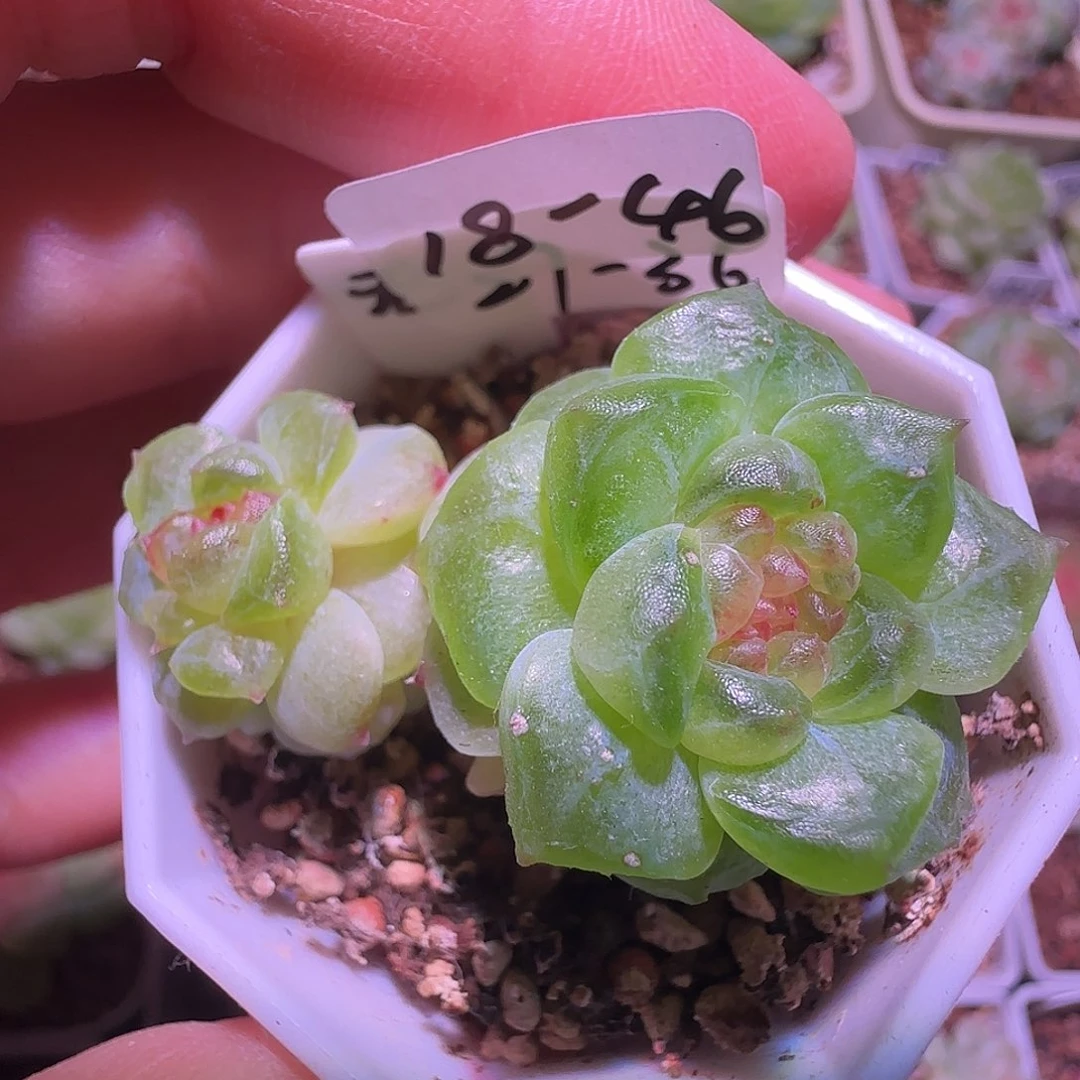 18-46福利石化无尽灯双头