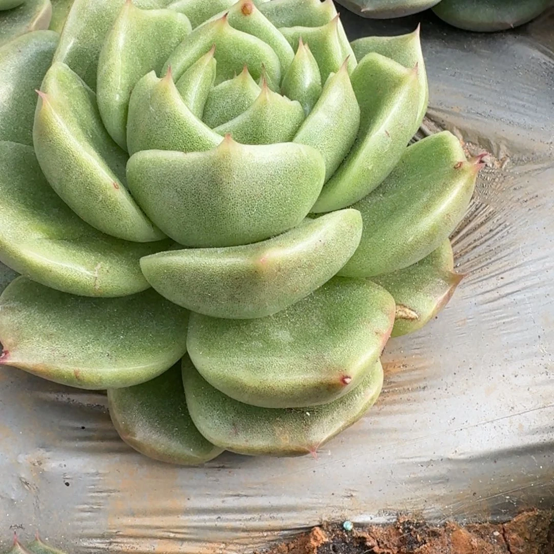 麦秆一颗一物一拍30-34