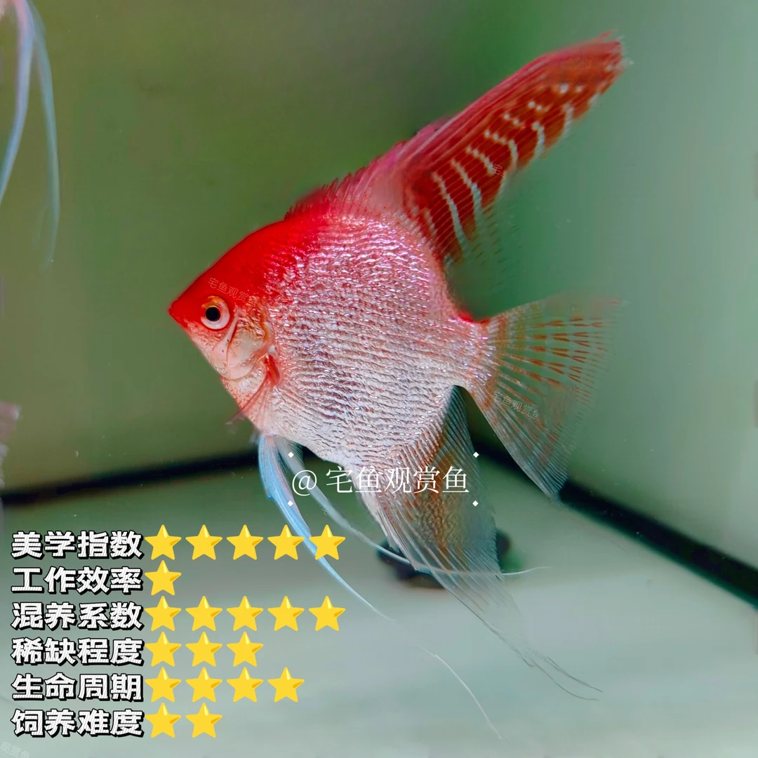 宅鱼甄选｜大钻石红苹果神仙鱼 燕鱼活体淡水热带鱼观赏鱼新手好养