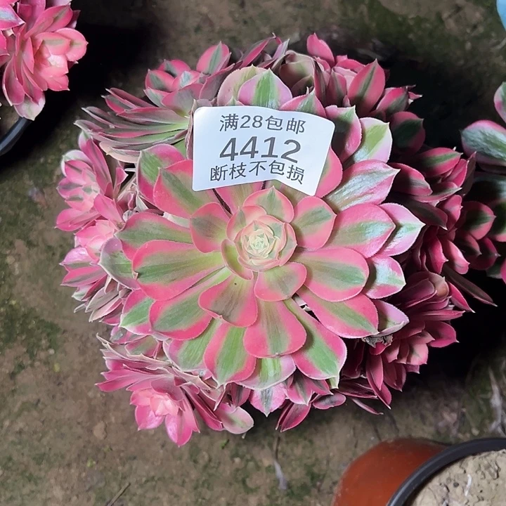 4412粉女巫多肉植物