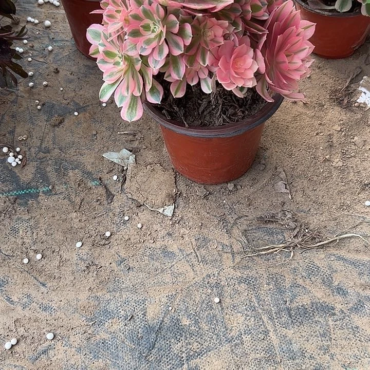 不售后法师一物一拍145