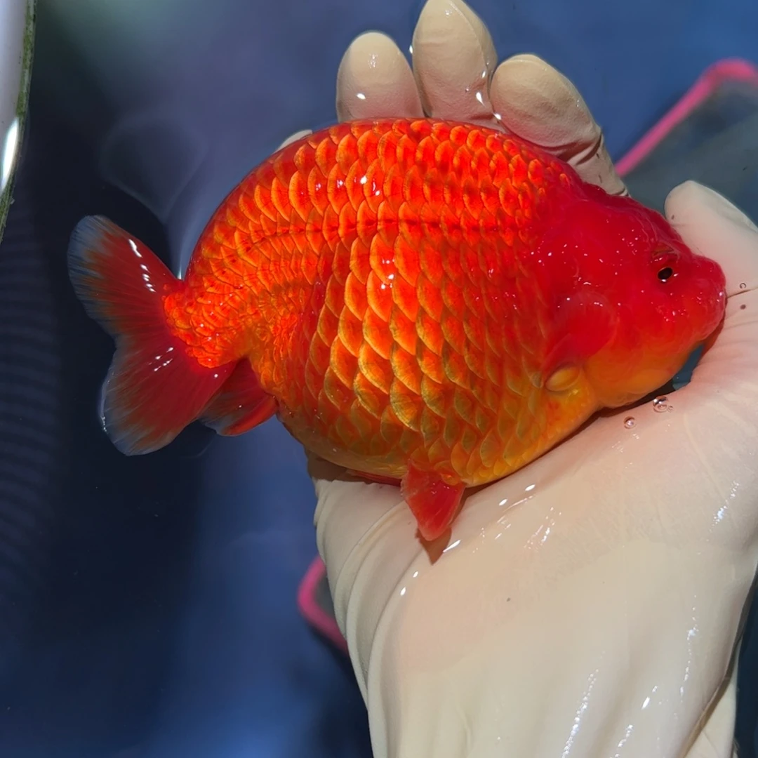 金鱼买够三条顺丰包邮陆运。