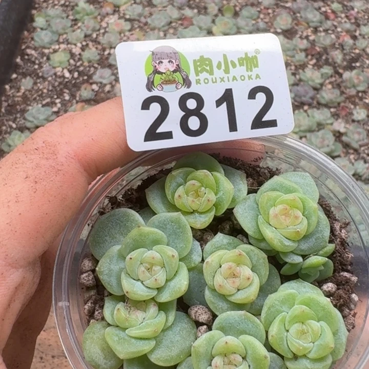 多肉植物多肉植物