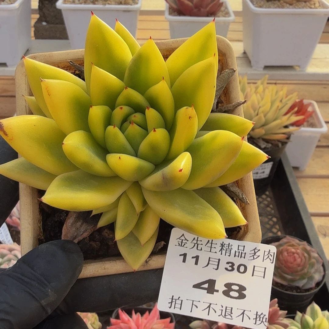 1130-48乌木玛丽亚锦