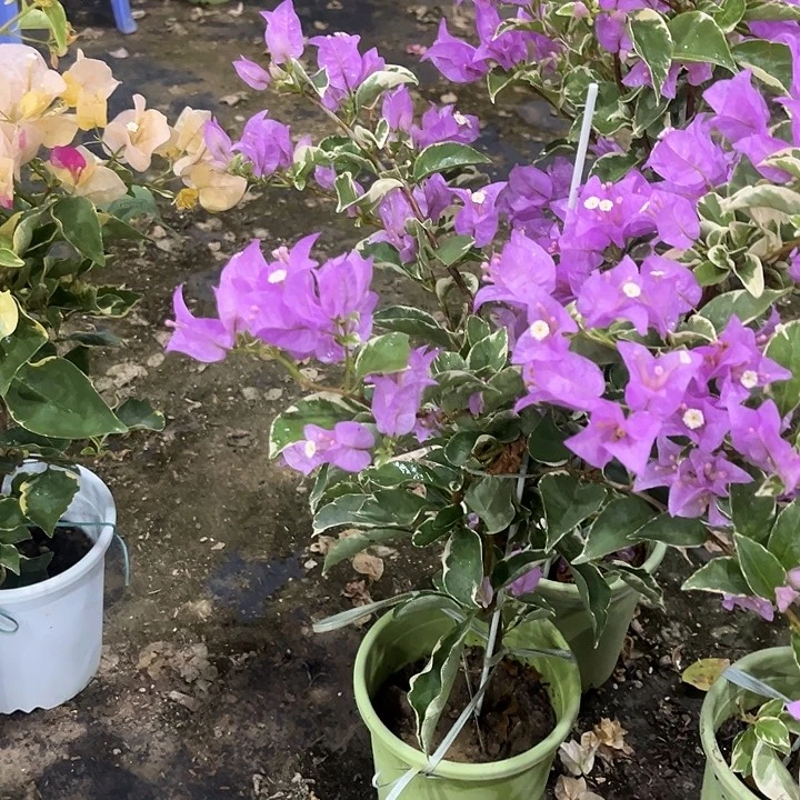 完全开放三角梅银边浅紫