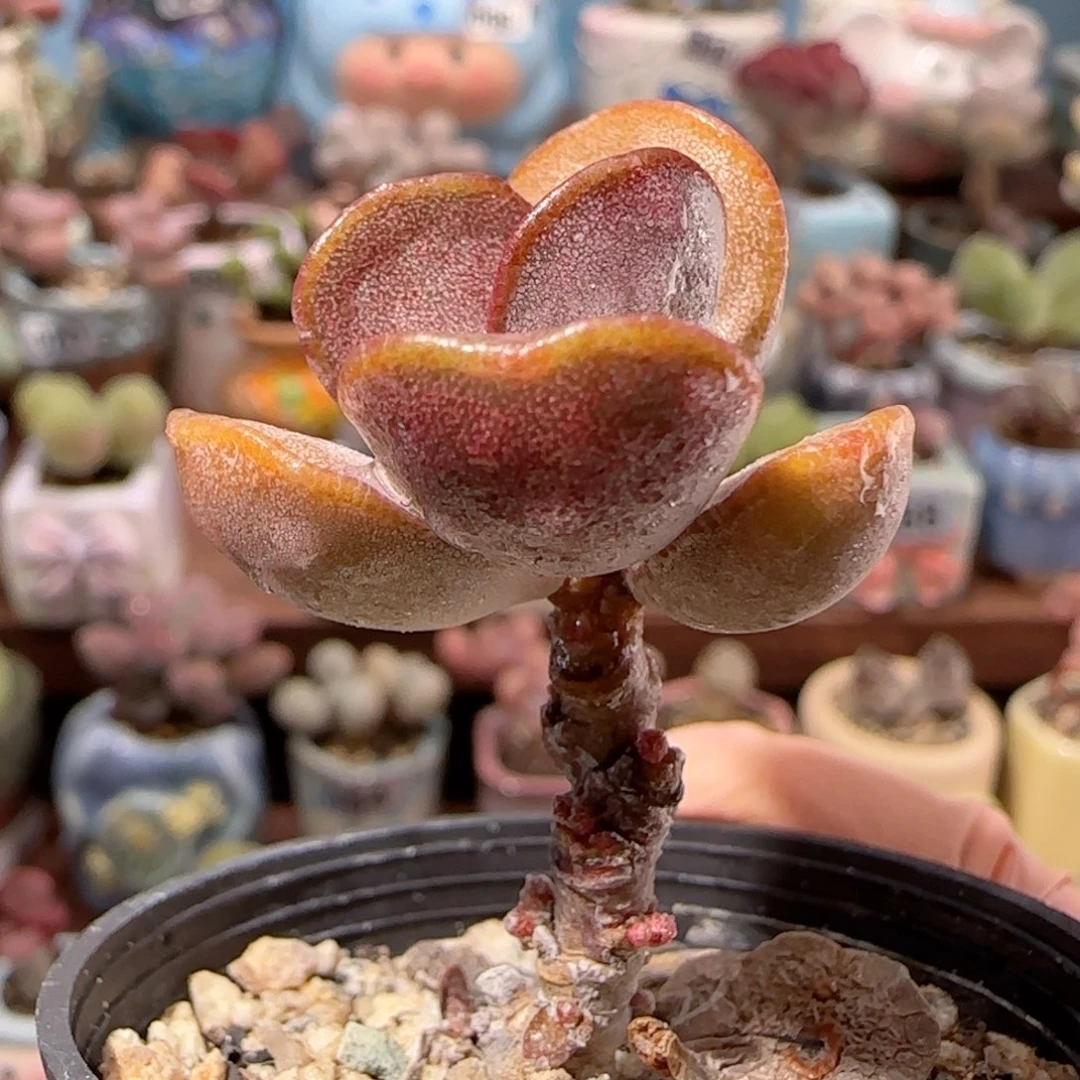 爱心金丝蛋 盆口3.5cm