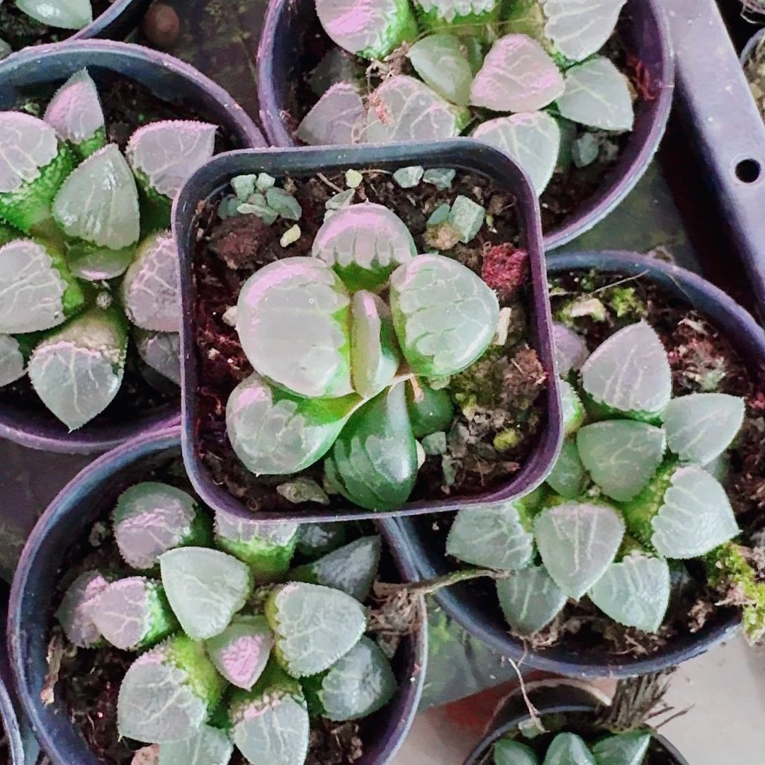 *****无花朵十二卷福利活动