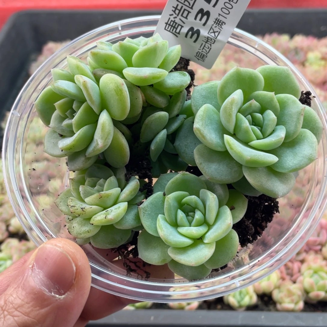 谪仙一物一拍335…