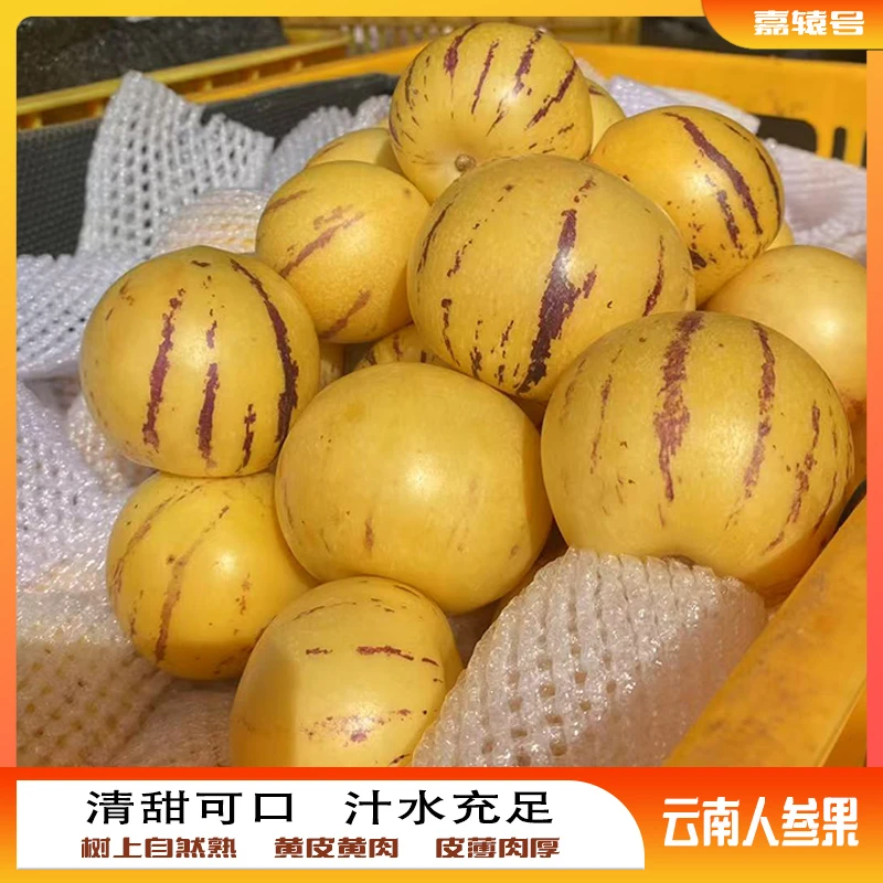 2025当季树上自然熟新鲜七彩圆云南人石林参果黄皮黄肉心清甜多汁