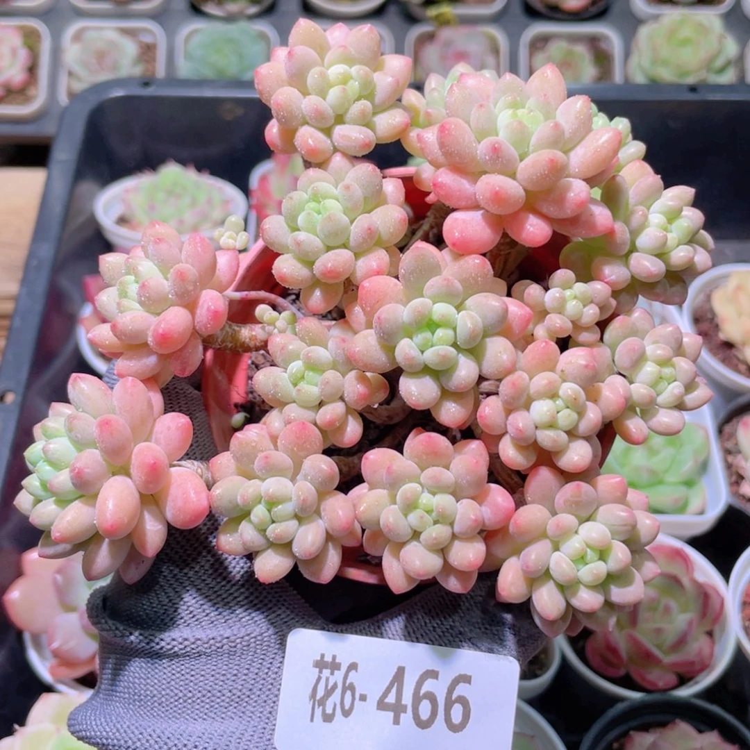 花利美6-466洛可可