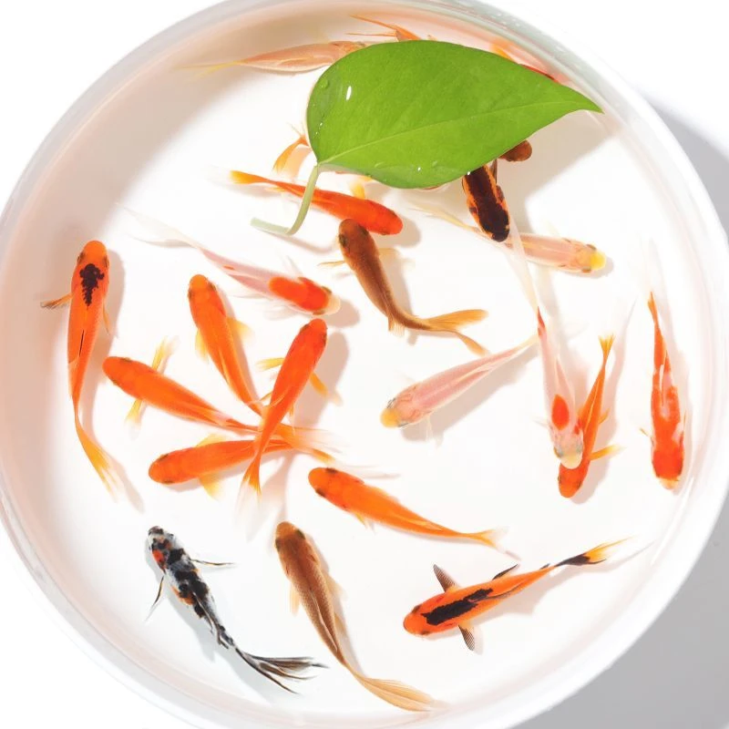 5cm-7cm 50条 观赏鱼 红草金鱼 红色搭配（45条包活+05条备损）