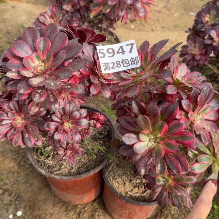 5947两个香奈尔砍头一号棚B