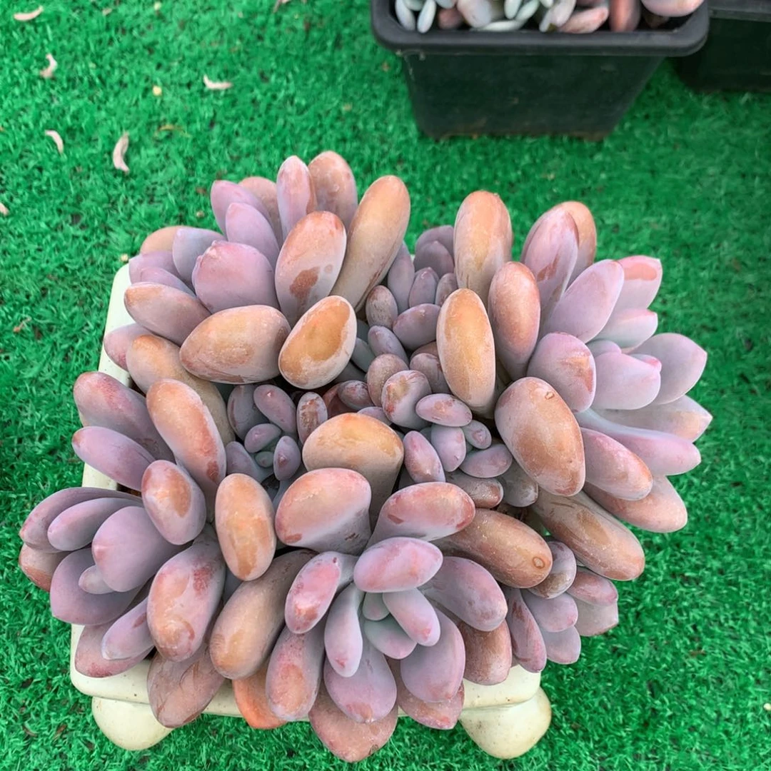 圆叶粉兔老桩一物一拍