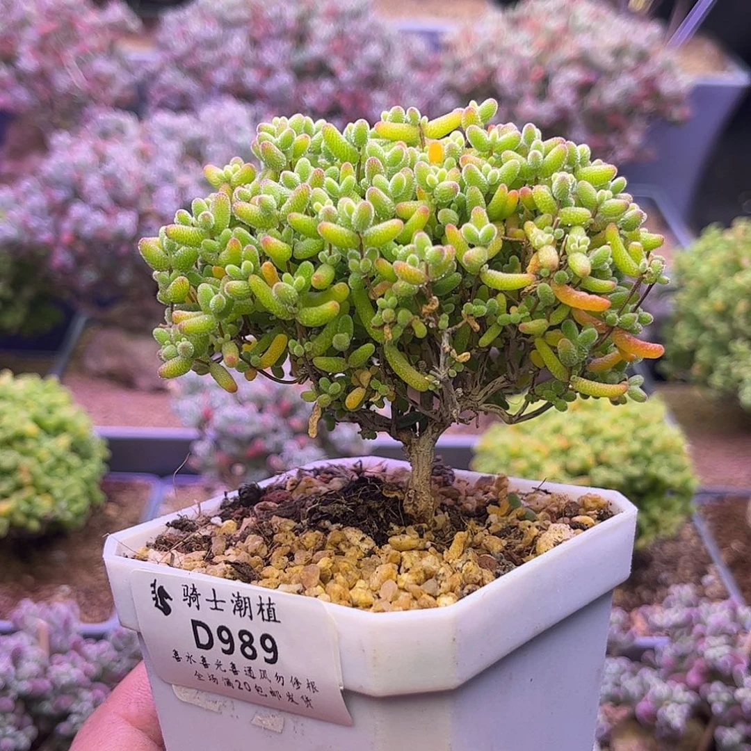 989蜜橘糖球枝干番杏