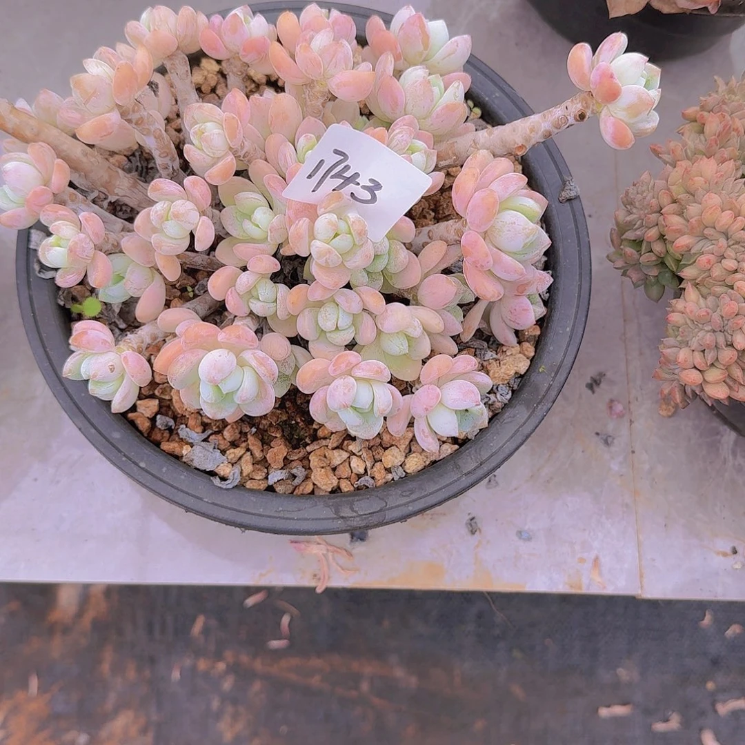 三***祥1743露凝香多肉植物