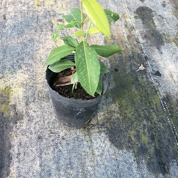 好***3天使269096352578