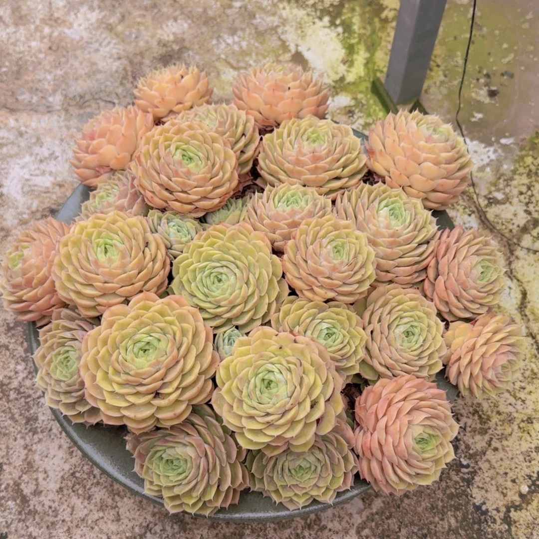2阿斯诺多肉植物带盆