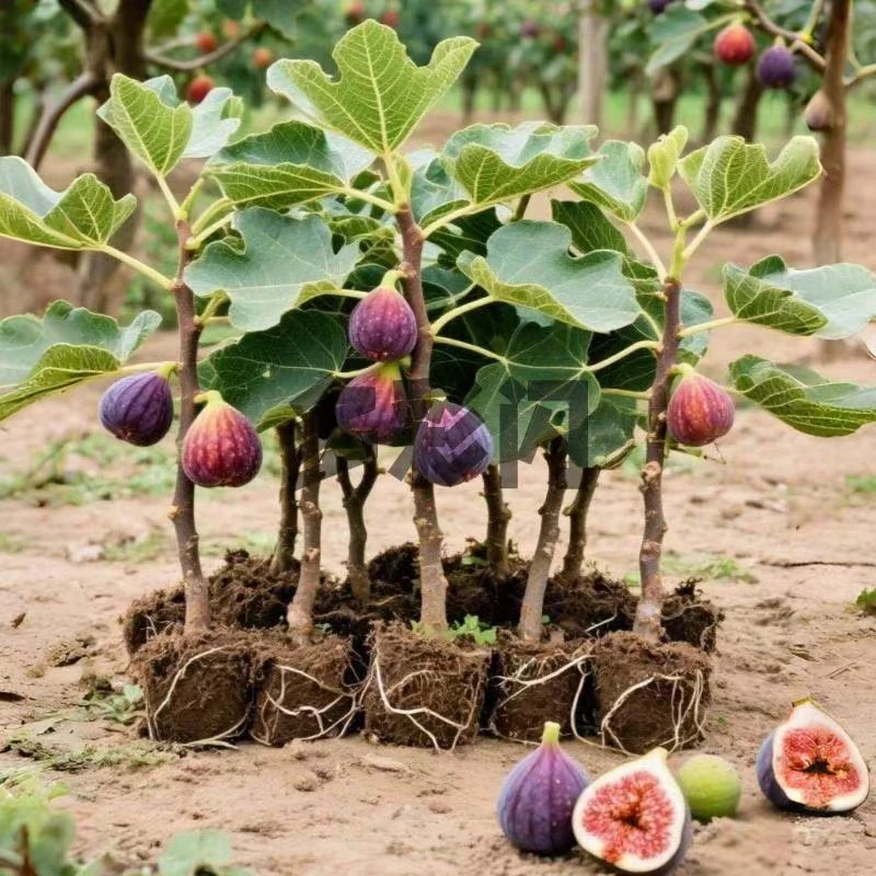无花果树果苗盆栽特大果南方北方波姬红芭劳奈带果矮化无花果苗树