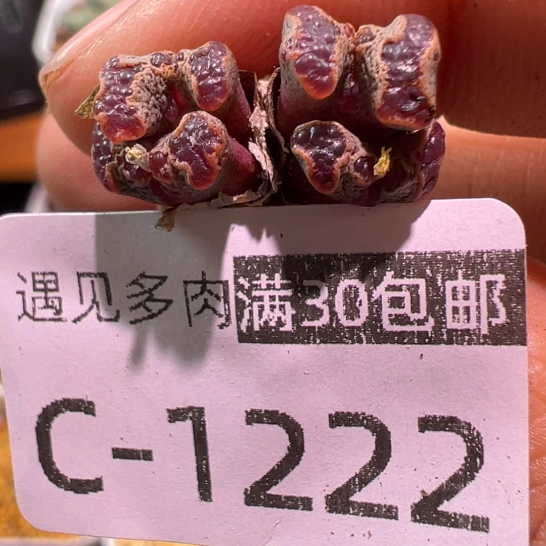 多肉植物1111111111111
