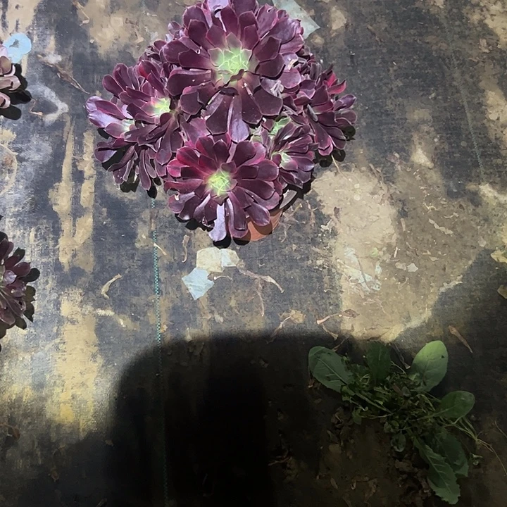 不包侧枝一物一拍3