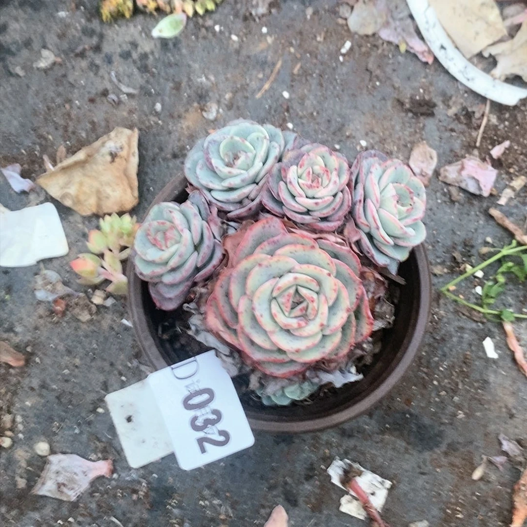 芳*032黄桃多肉植物