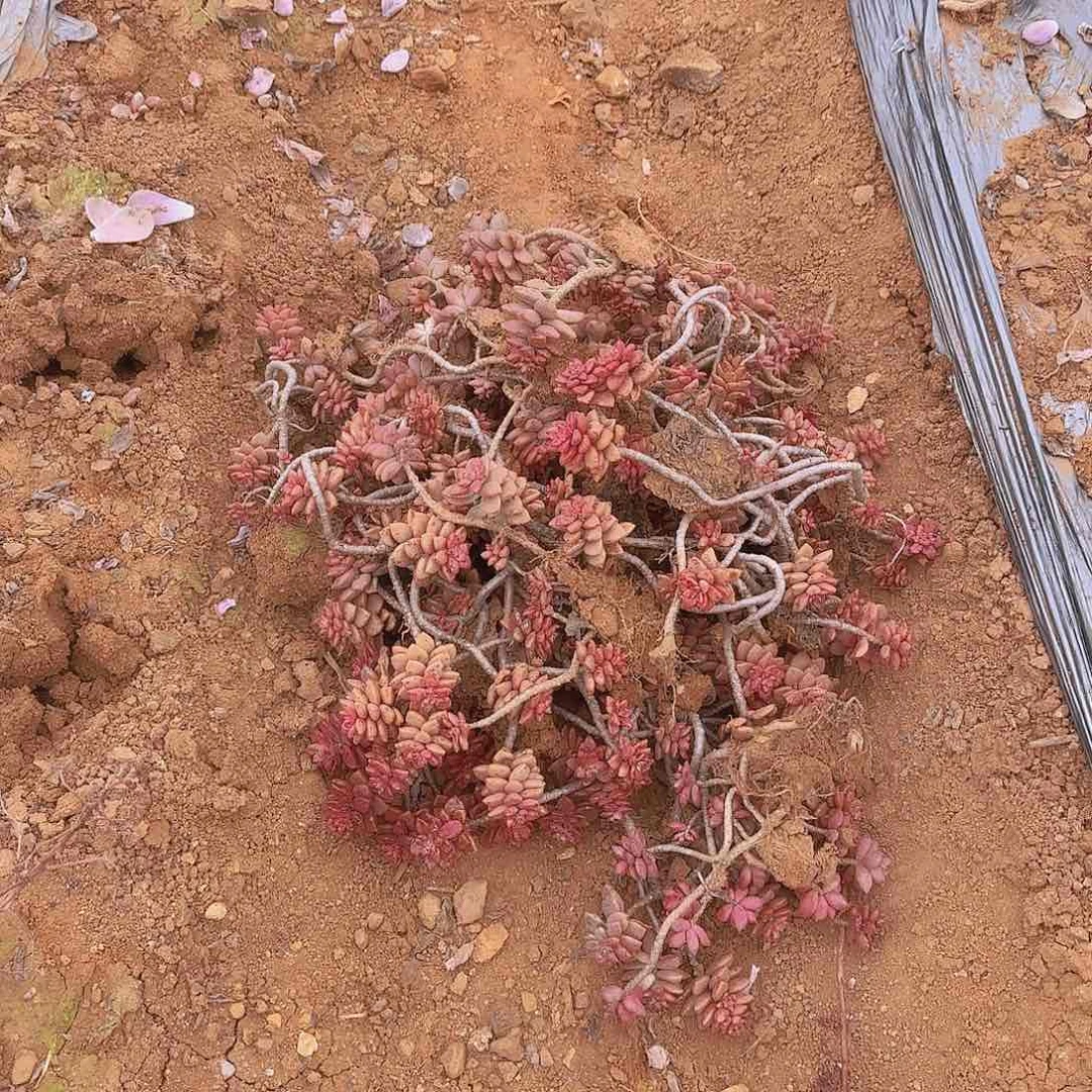 爱***衍箱拍鸡胧月多肉多肉