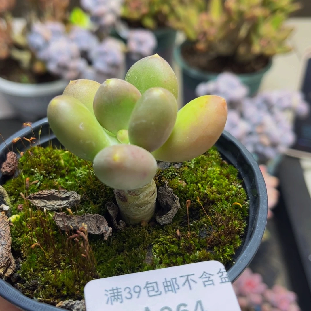 964金蟾5厘米多肉植物