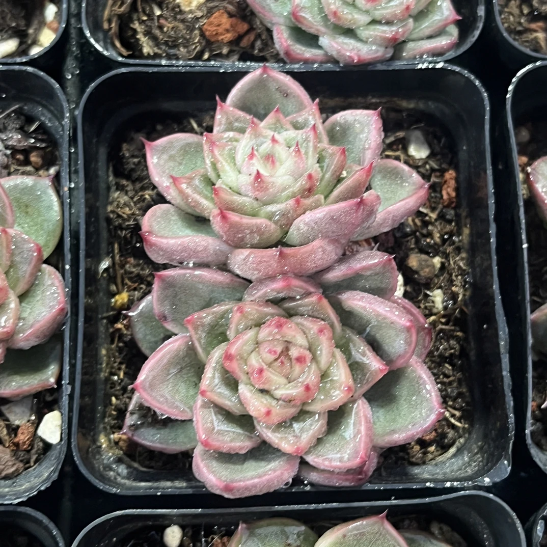 【任意下单即包邮】晴空珍妮双头5厘米多肉植物，带盆土发货