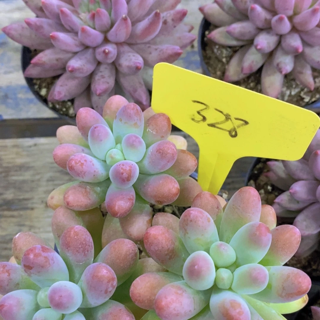 活动专场，最后一场，一单包邮