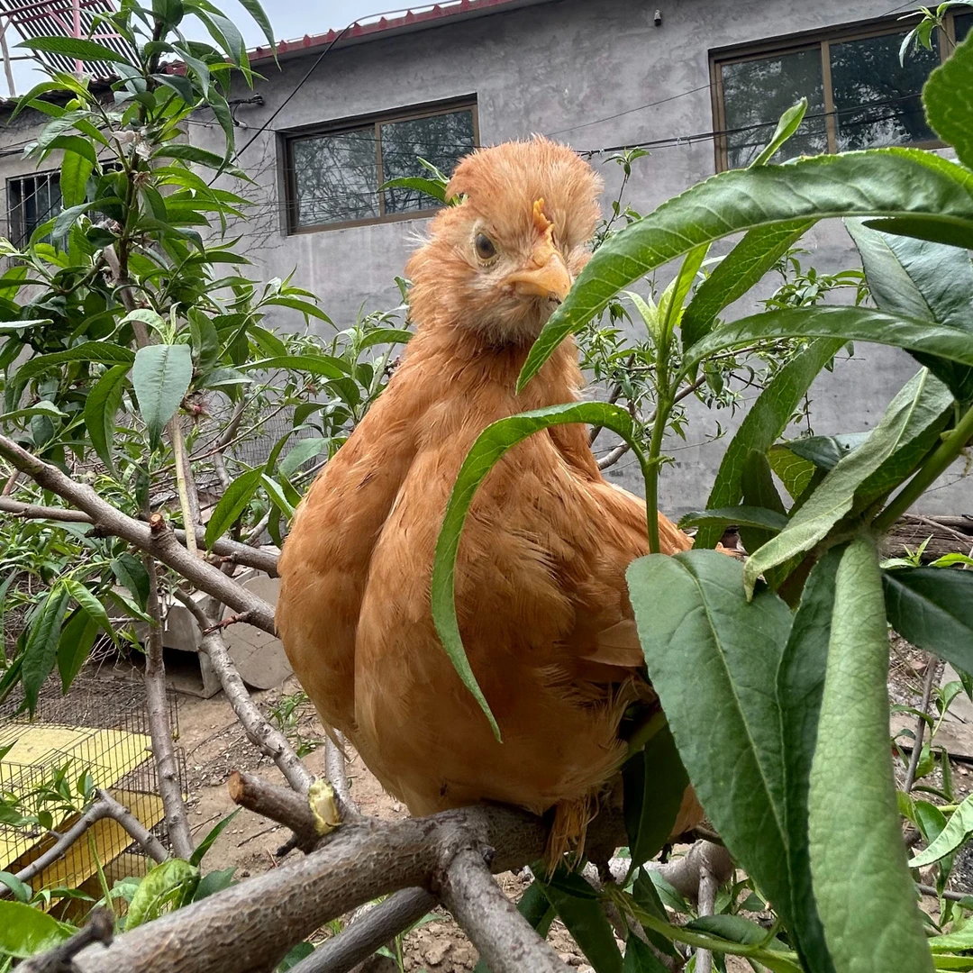 宠物鸡  北京油鸡  顺丰包邮  单只重量0.6-0.7斤