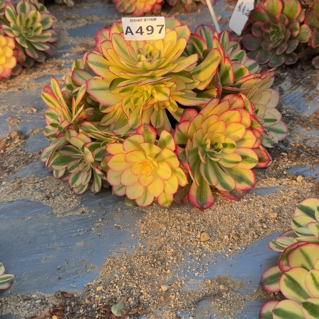 497荔枝 多肉植物
