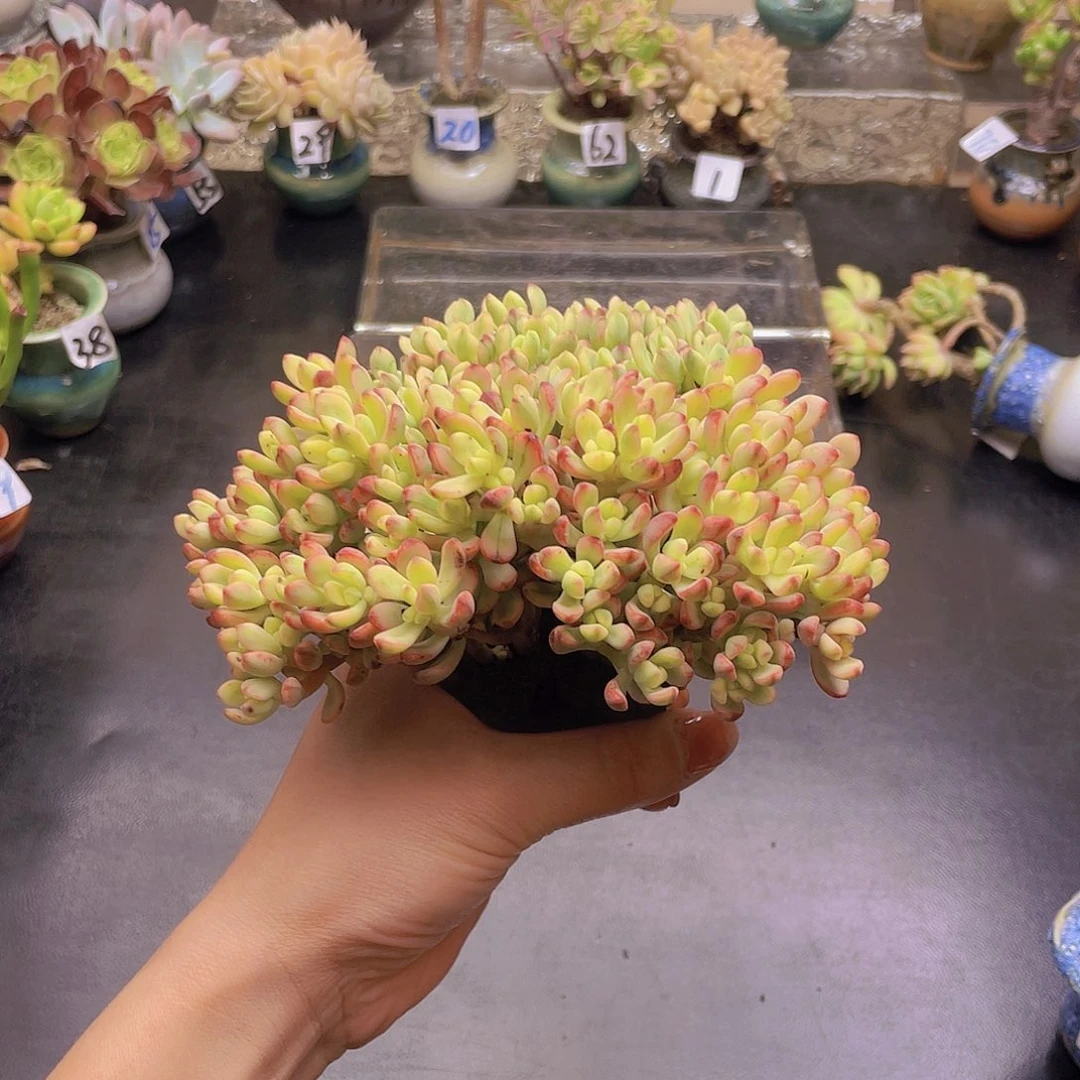 奶***️花钱花钱花钱花钱花钱