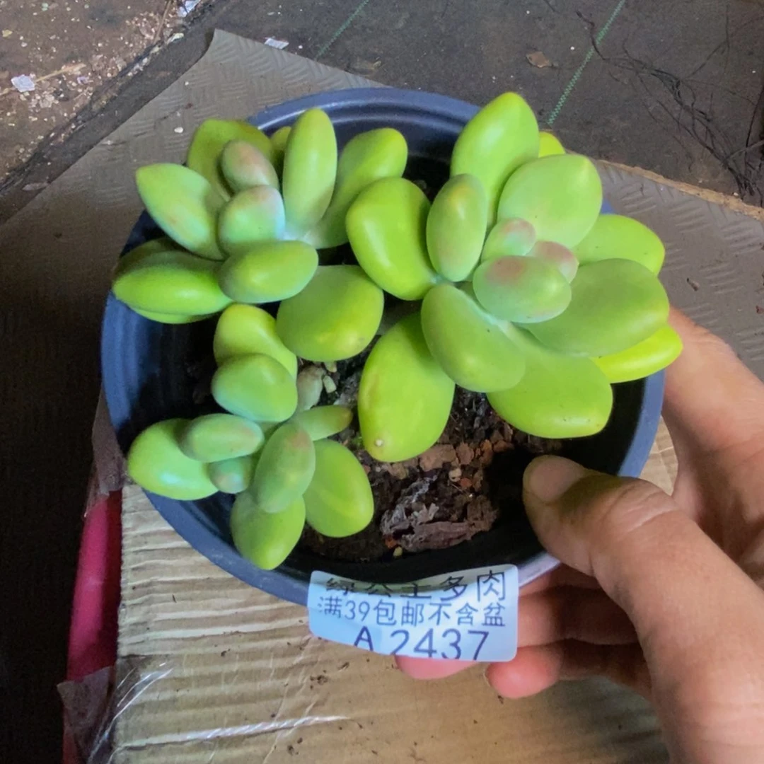 波*437芒果奶kk奶多肉8cm