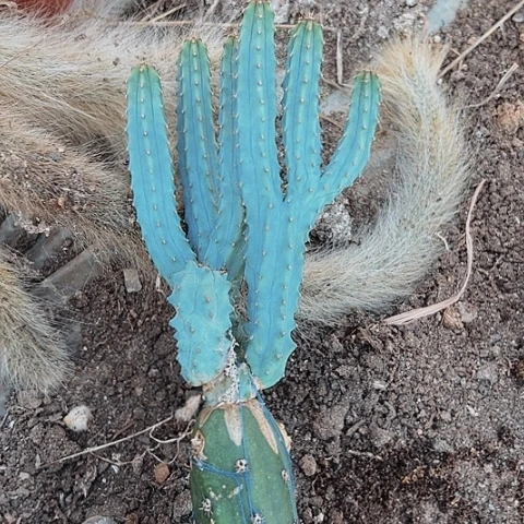 010仙人球处理处理仙人球