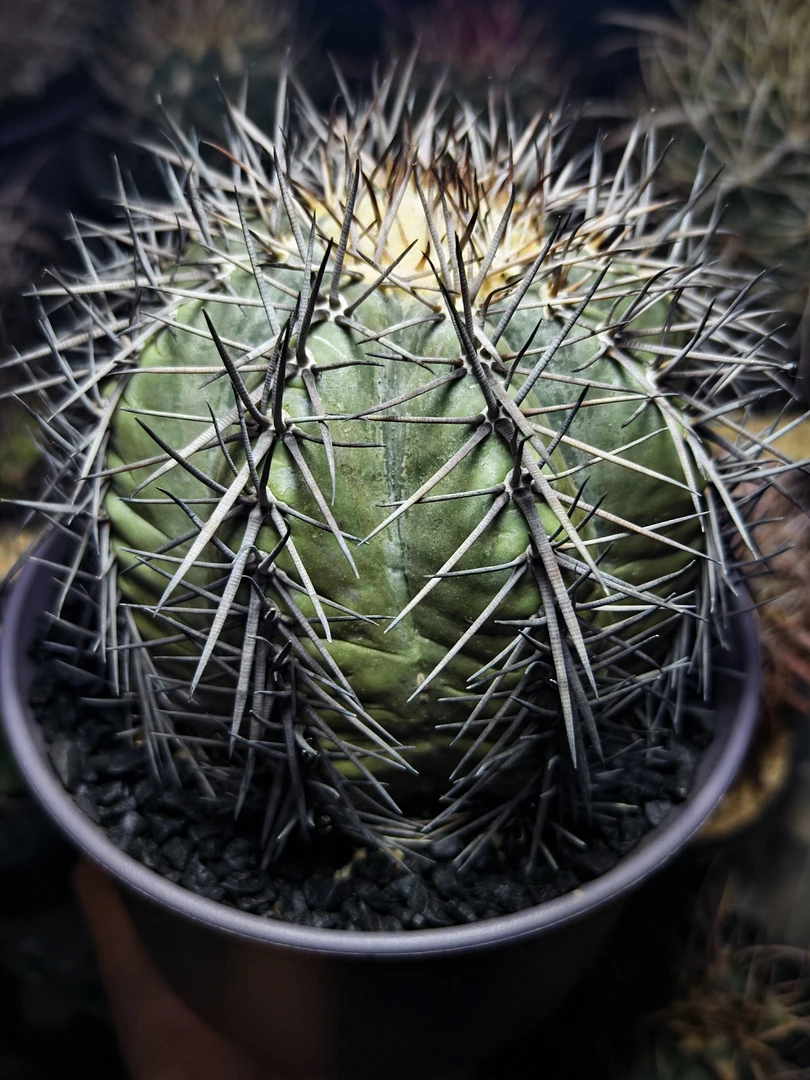 日系平丸仙人球成株