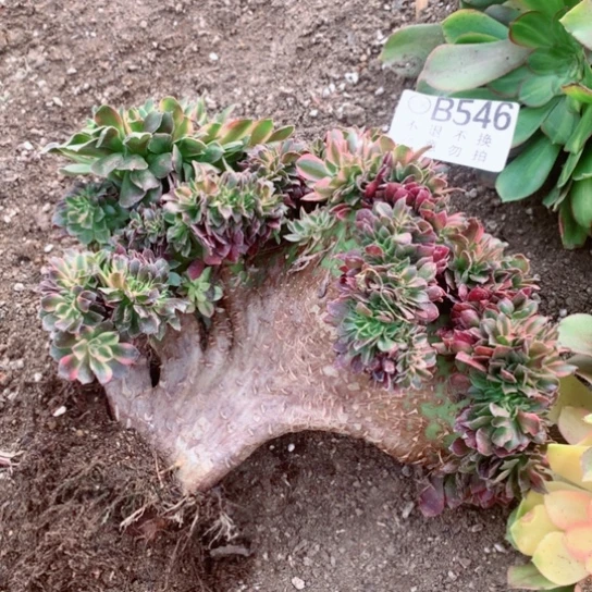 多肉植物香妃缀546