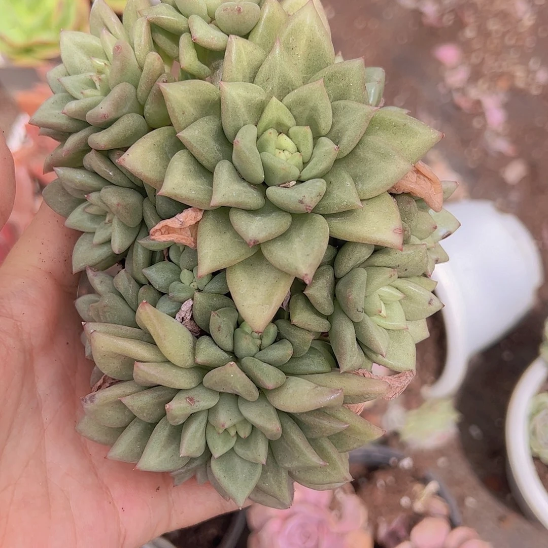 韩版象牙多头起发老桩