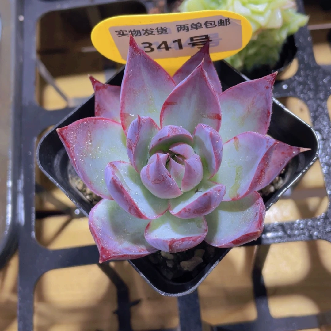 341号 宽叶惊鸿仙子