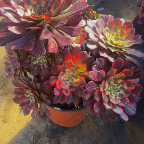 烟花多肉植物一物一拍140多肉