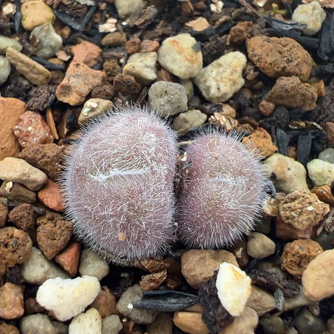 031多肉植物百科