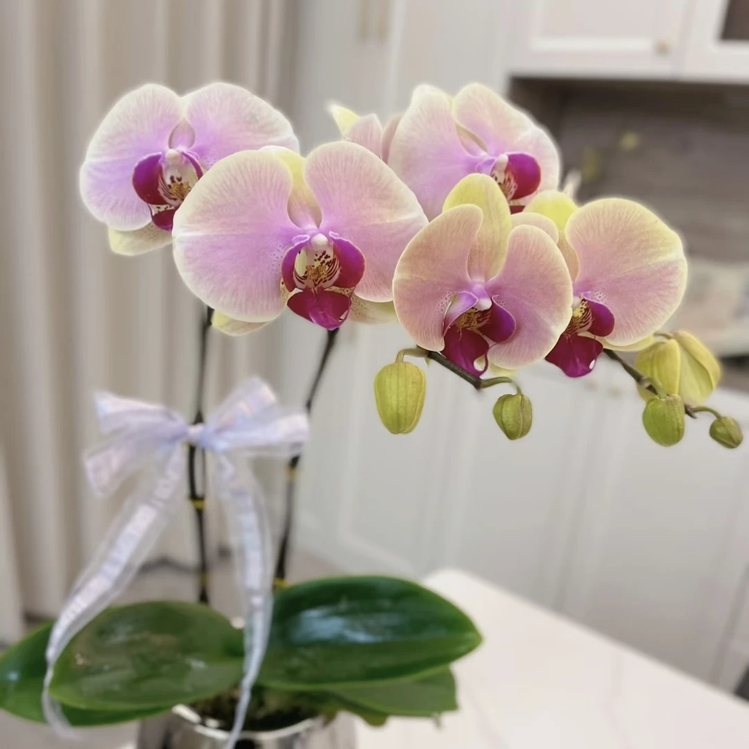 《蝴蝶兰—蒙娜丽莎 》 2.8带剑（未开花）高档花卉，净化空气。