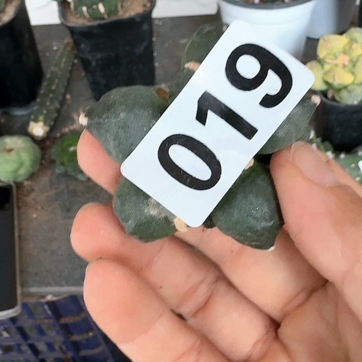 【闪购商品】无花朵骑****阳落地蛋尤019