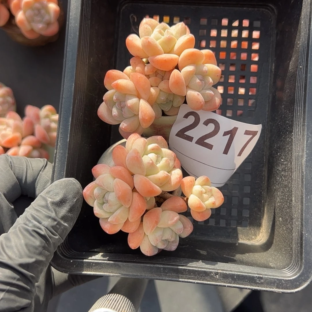 哒****2217，俩个四头冰玉带盆发的