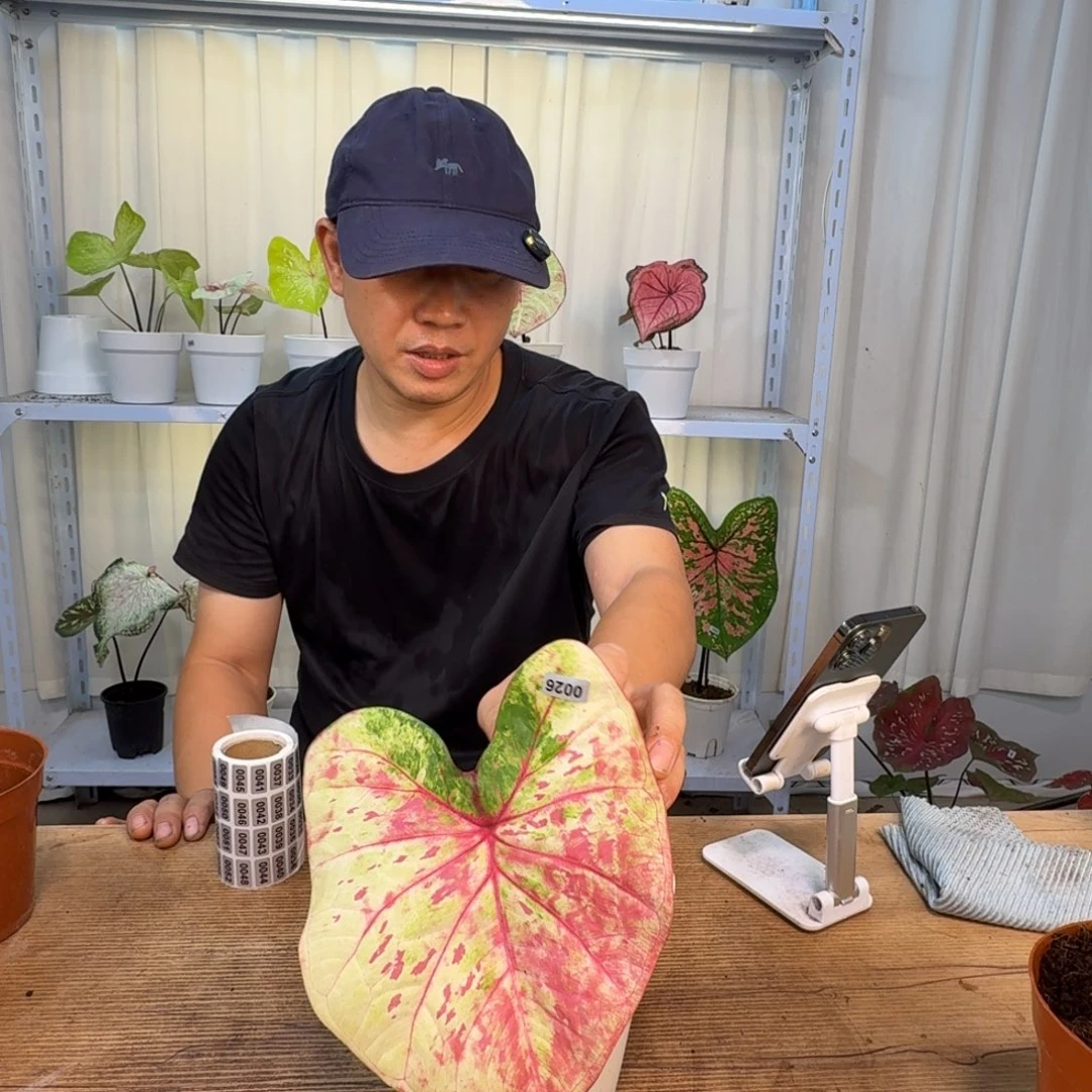 曼****无花朵丹霞   0026  未养定
