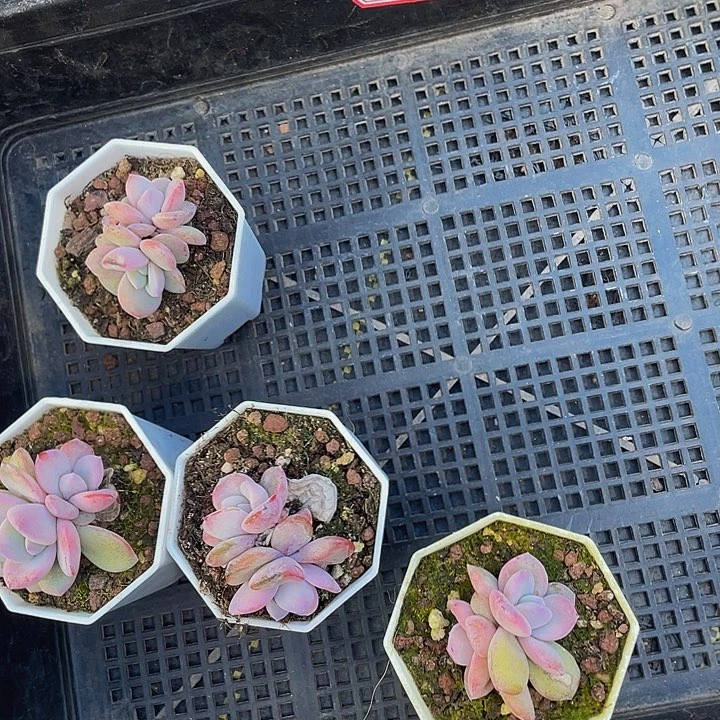 九**莉88号筐带盆土发