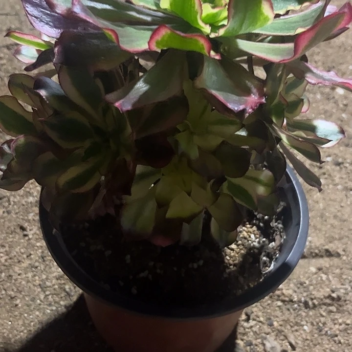 多肉植物魅影捧花……