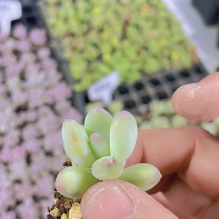 苹果奶【满10颗包邮】