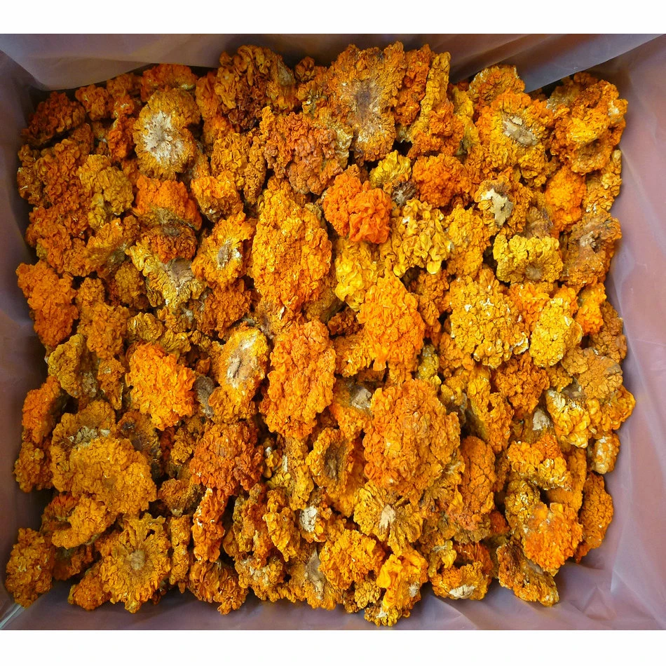 金耳菌、云南山珍、金耳菇250g